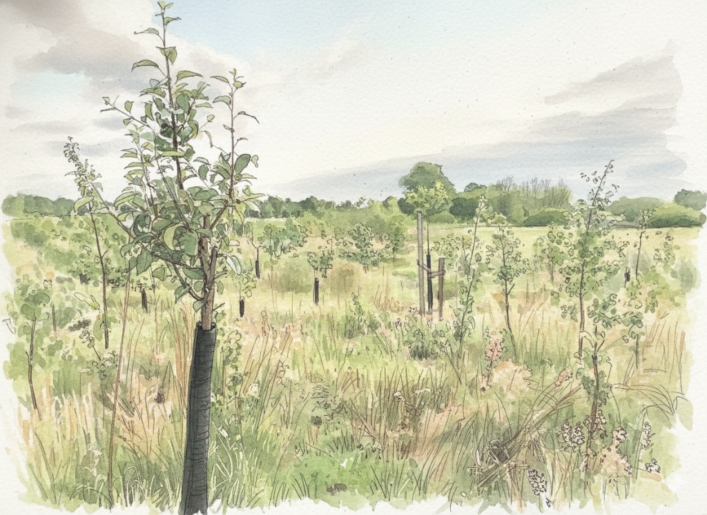 Jonge aanplant in voedselbos met beschermhoezen